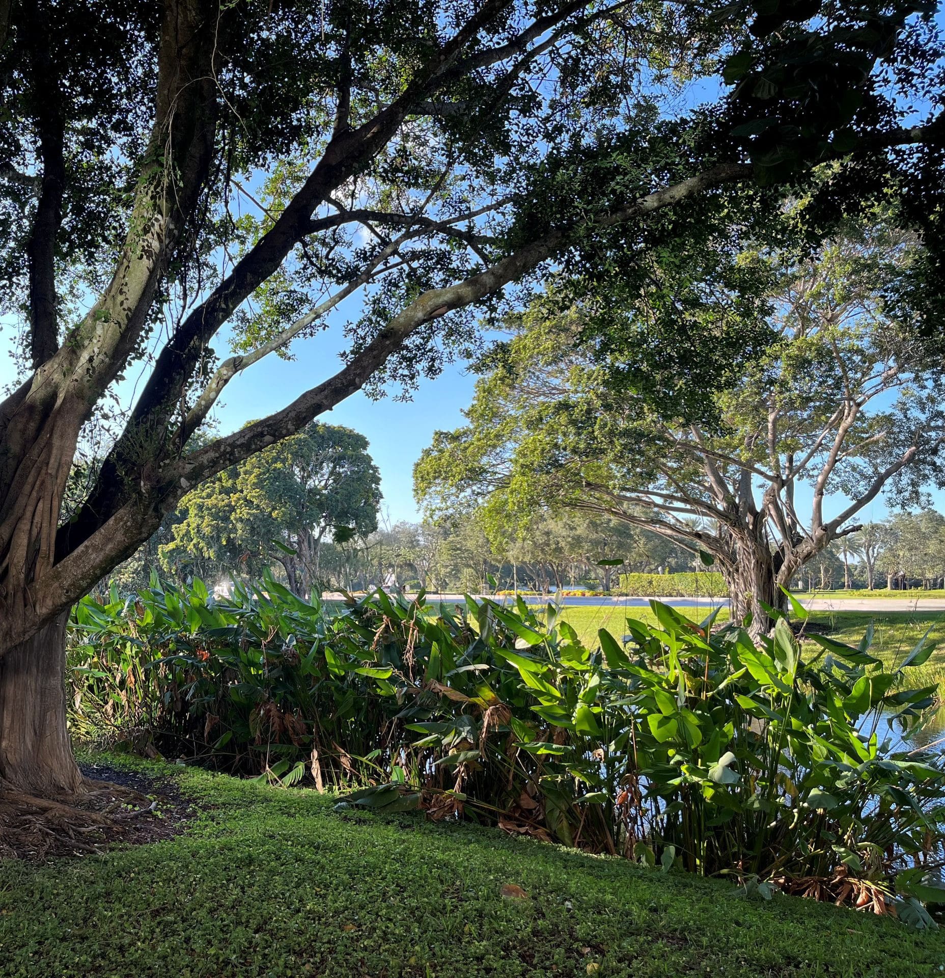 DSM Capital Partners LLC